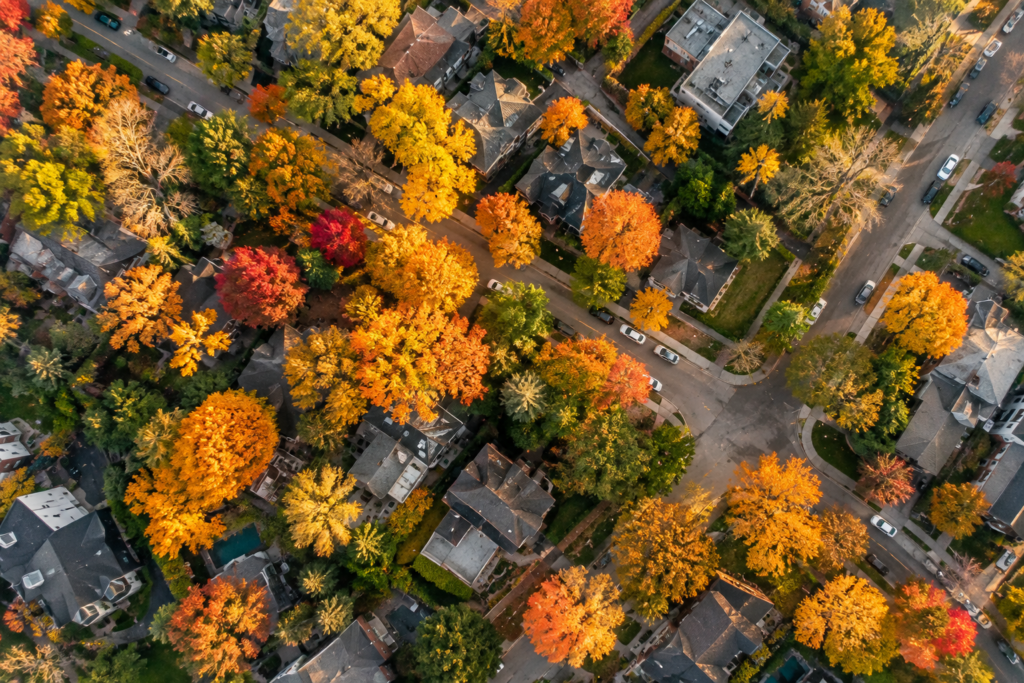 Autumn Canopy Over Toronto Neighborhood